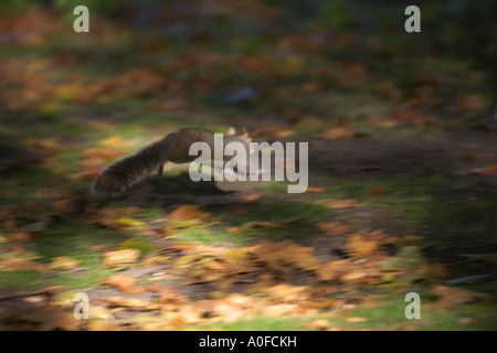 Graue Eichhörnchen (Sciurus Carolinensis) im November umgrenzenden laufenden Grenzen über dem Waldboden graue Eichhörnchen Stockfoto