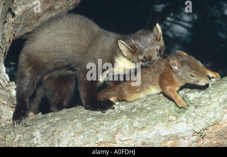 Europäischen Baummarder (Martes Martes), mit erbeuteten Eichhörnchen auf einer Kiefer, Deutschland, Bayern Stockfoto