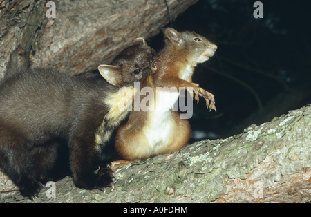 Europäischen Baummarder (Martes Martes), mit erbeuteten Eichhörnchen auf einer Kiefer, Deutschland, Bayern Stockfoto