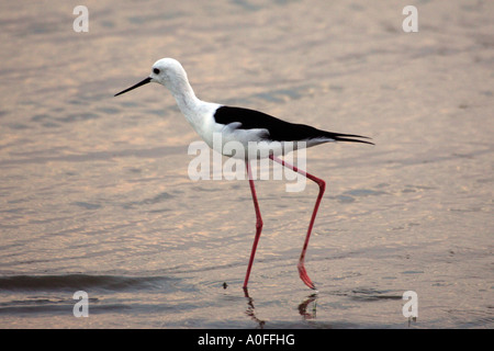 Schwarz - geflügelte Stelzenläufer, Himantopus himantopus, Selous Game Reserve, Weltkulturerbe, Tansania Stockfoto