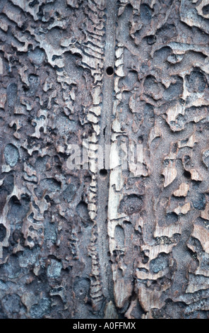 Buchdrucker, Europäische Fichte Borkenkäfer, Graveur Käfer, gemeinsame europäische Stecher (Ips Typographus), burrows Stockfoto