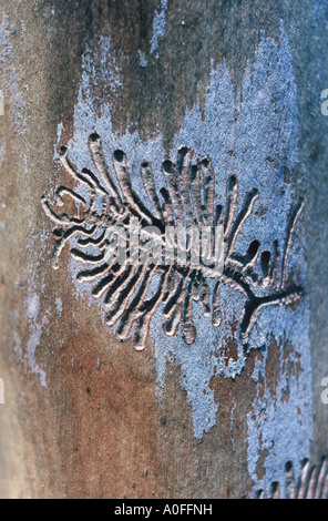 Asche bellen, Käfer, weniger Asche Borkenkäfer (Leperisinus Varius, Leperisinus Fraxini, Hylesinus Fraxini), Galerien Stockfoto