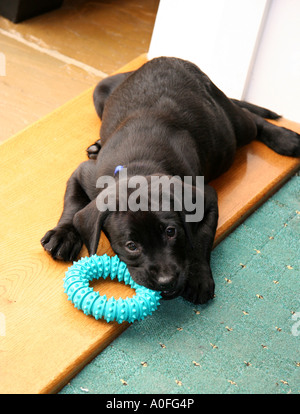 Junge schwarze Labrador-Welpe Stockfoto