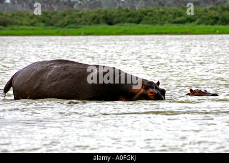 Selous Game Reserve World Heritage Site Tansania Flusspferde Stockfoto