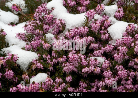 Winterblühende Heidekraut, Erica Carne unter Schnee Stockfoto