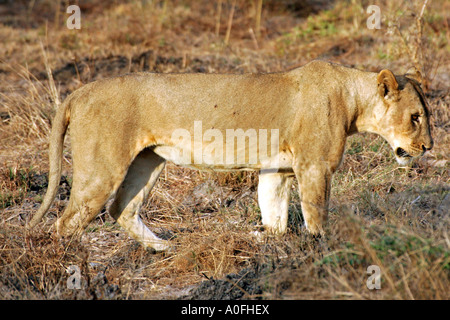 Selous Game Reserve World Heritage Site Tansania Löwin Stockfoto