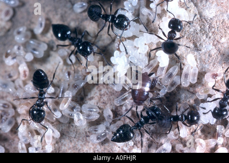 Ant-Nest Cricket (Myrmecophila Acervorum), unter Ameisen Stockfoto