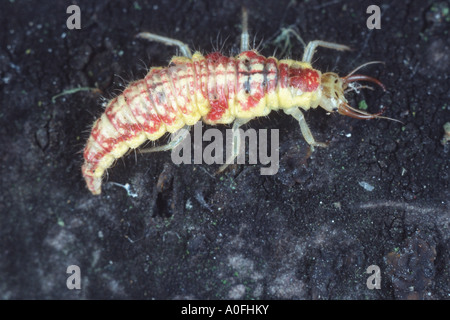 Florfliege (Mineta Flava), Larve Stockfoto