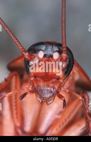 Amerikanische Schabe (Periplaneta Americana), portrait Stockfoto