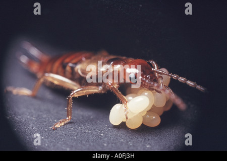 gemeinsamen Ohrwurm, Europäische Ohrwurm (Forficula Auricularia), bewacht von Eiern Stockfoto