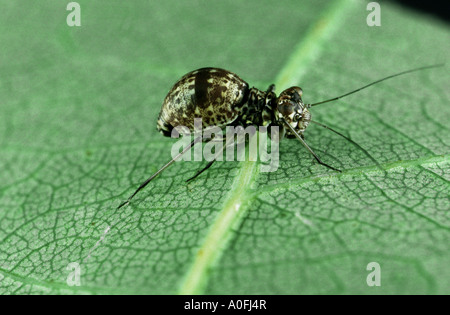 Staub-Laus (Psocoptera), imago Stockfoto