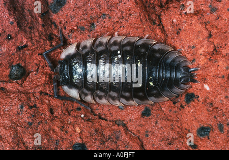 gemeinsamen Assel, gemeinsame Sowbug, Oberseite grau Garten Assel (Oniscus Asellus) Stockfoto