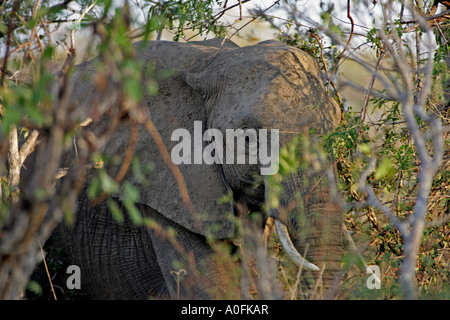 Selous Game Reserve World Heritage Site Tansania Stockfoto
