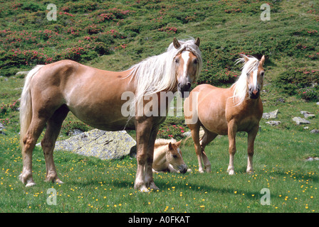 Haflinger-Pferd (Equus Przewalskii F. Caballus), zwei mit Fohlen Stockfoto