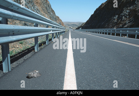 Steinkauz (Athene Noctua), Roadkill, Spanien Stockfoto