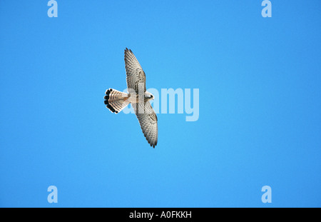 geringerem Turmfalke (Falco Naumanni), Weiblich, fliegen, Spanien Stockfoto