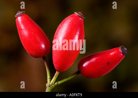 Rosa Canina Hund Hagebutten mit schönen Fokus Hintergrund Potton bedfordshire Stockfoto