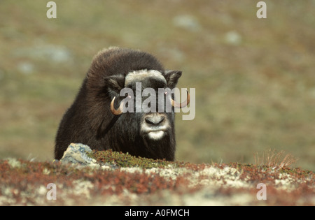 Moschusochsen (Ovibos Moschatus), stehen in der Tundra, Norwegen, Dovre Fjell NP Stockfoto