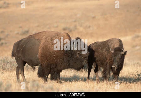 Amerikanische Bison, Büffel (Bison Bison), Stier und Kuh in der Prärie. größte Säugetier von Amerika, USA, Wyoming, Yellowstone NP Stockfoto