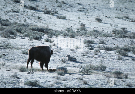 Kojote (Canis Latrans), mit einem sterbenden Bison Kalb und seine Mutter, USA, Wyoming, Yellowstone NP Stockfoto