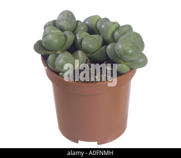 Stein (Lithops spec.), Topfpflanzen Pflanze Stockfoto