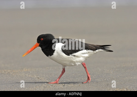 Paläarktis Austernfischer (Haematopus Ostralegus), stalking über Sandstrand Stockfoto