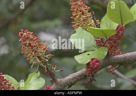 Carob Bean, St. John's Brot (Ceratonia Siliqua), Blütenstände, männlichen Baum Stockfoto