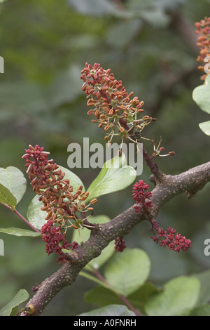 Carob Bean, St. John's Brot (Ceratonia Siliqua), Blütenstände, männlichen Baum Stockfoto