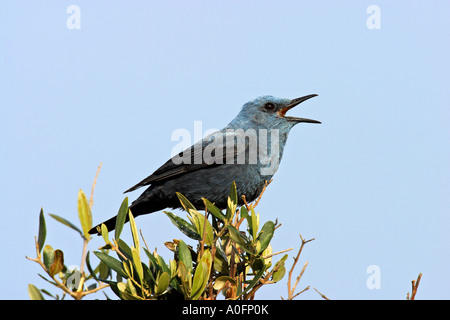 blauen Rock Soor (Monticola Solitarius), schreien männlich, Griechenland Stockfoto