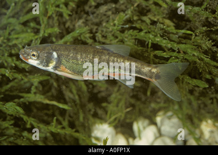 Elritze, eurasische Elritze (Phoxinus Phoxinus), männlich in hochzeitliche Färbung Stockfoto