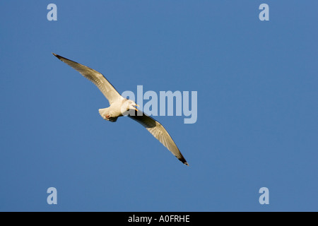 Silbermöwe Larus Argentatus im Flug gegen schönen blauen Himmel norfolk Stockfoto