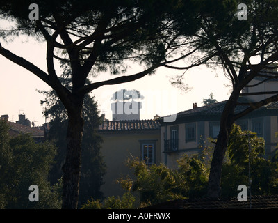 Der Turm Torre Guinigi in Lucca Toskana Italien ist ein bekanntes Wahrzeichen mit den Steineichen wachsen oben drauf Stockfoto