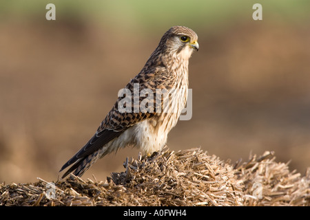 Turmfalken Falco Tinnunculus junge Weibchen thront auf Stroh Suche Warnung mit schönen Fokus Hintergrund Ashwell hertfordshire Stockfoto