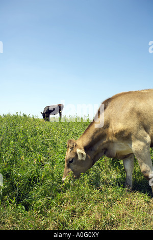 Jersey Kuh Kühe auf der Weide Somerset England/Jersey Kuh auf der Weide Somerset Ländliches Motiv Landschaft Landschaft Landwirtschaft Ackerland Stockfoto