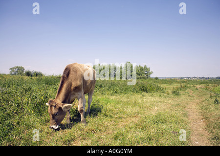 Jersey-Kuh auf der Weide Somerset England/Jersey Kuh auf der Weide Somerset Ländliches Motiv Landschaft Landschaft Landwirtschaft Ackerland Stockfoto