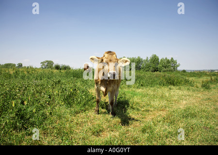 Jersey-Kuh auf der Weide Somerset England/Jersey Kuh auf der Weide Somerset Ländliches Motiv Landschaft Landschaft Landwirtschaft Ackerland Stockfoto