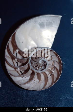 Schnitt durch die Schale eines Nautilus Nautilus pompilius Stockfoto