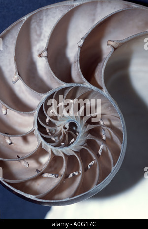 Schnitt durch die Schale von einem Chambered Nautilus Nautilus pompilius Stockfoto