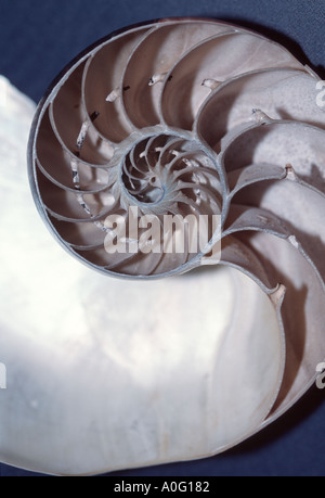 Schnitt durch die Schale von einem Chambered Nautilus Nautilus pompilius Stockfoto