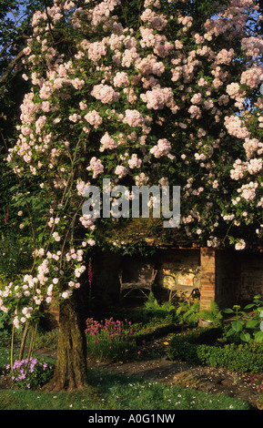 Frith Lodge Sussex hinaufsteigende Rosenstrauch Rosa Pauls Himalayan Musk Apfelbaum Stockfoto