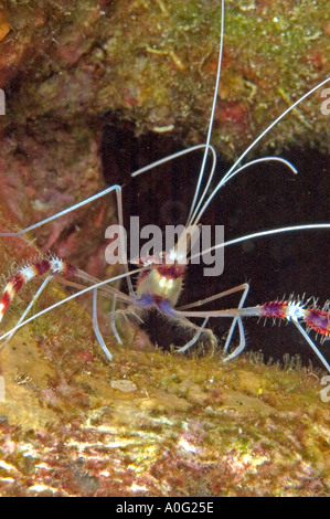 Gebänderten Putzergarnelen (Stenopus Hispidus) im südlichen Roten Meer, Ägypten Stockfoto