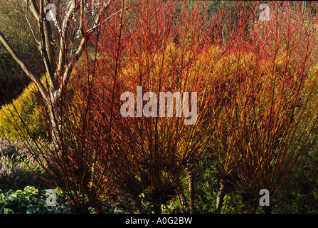 Cambridge Botanischer Garten Salix Alba Cermesina Weide mit bunten Stielen im winter Stockfoto
