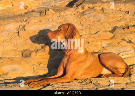 Vizsla Hund ausruhen am Strand Stockfoto