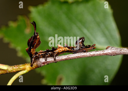 Hummer Motte Stauropus Fagi Larve Stockfoto