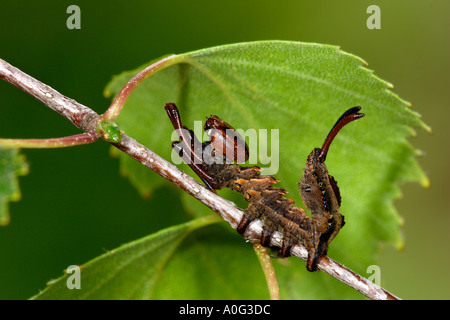 Hummer-Motte (Stauropus Fagi) Larve Stockfoto