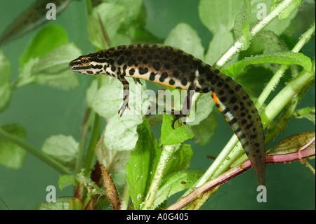 Gemeinsamen glatt Molch-Triturus vulgaris Stockfoto