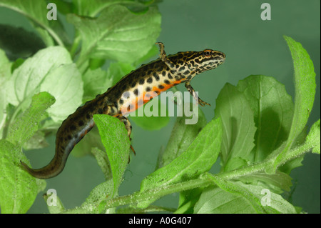 Gemeinsamen glatt Molch-Triturus vulgaris Stockfoto