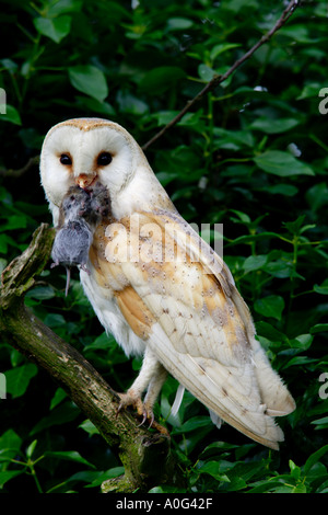 Schleiereule (Tyto Alba) mit Wühlmaus Stockfoto