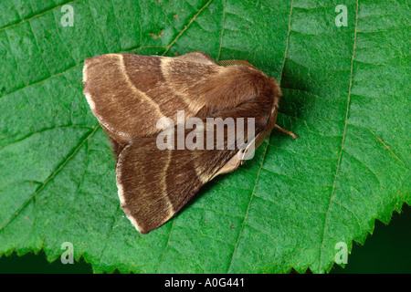 Der Lakai (Malacosoma Neustrien) Stockfoto