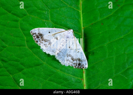 Getrübte Silber Lomographa temerata Stockfoto